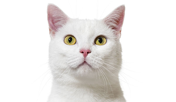 Gatto bianco: storia, aspetto, carattere, cura e prezzo