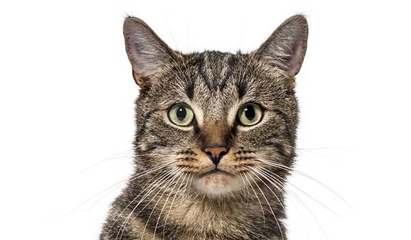 Gatto tigrato: storia, aspetto, carattere, cura e prezzo