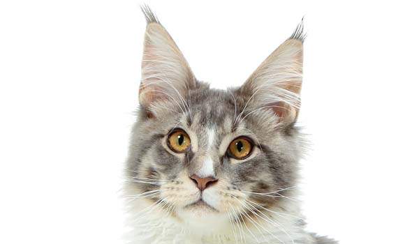 Maine Coon