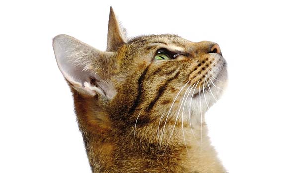 Ocicat