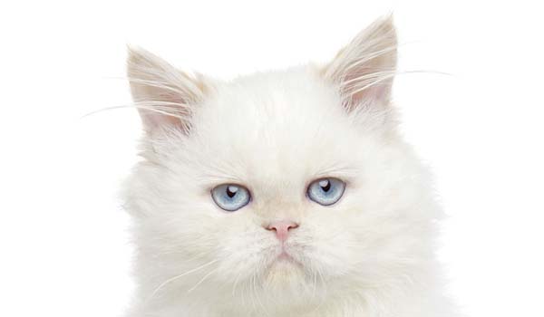 Persiano