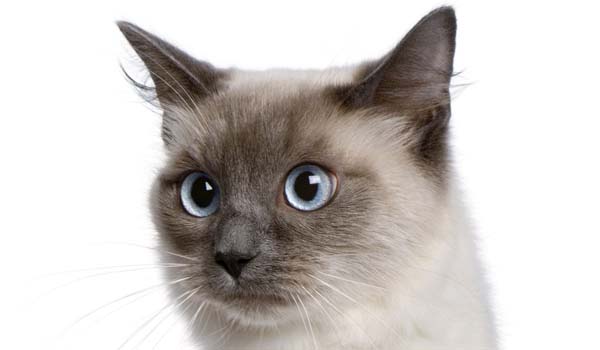 Ragdoll