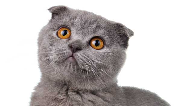 Gatto Scottish fold: aspetto, carattere, cura e prezzo