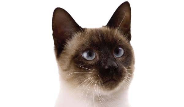 Siamese