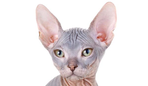 Gatto Sphynx: storia, aspetto, carattere, cura e prezzo