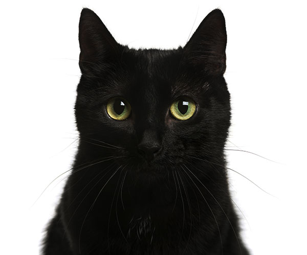 Gatto nero: storia, aspetto, carattere, cura e prezzo