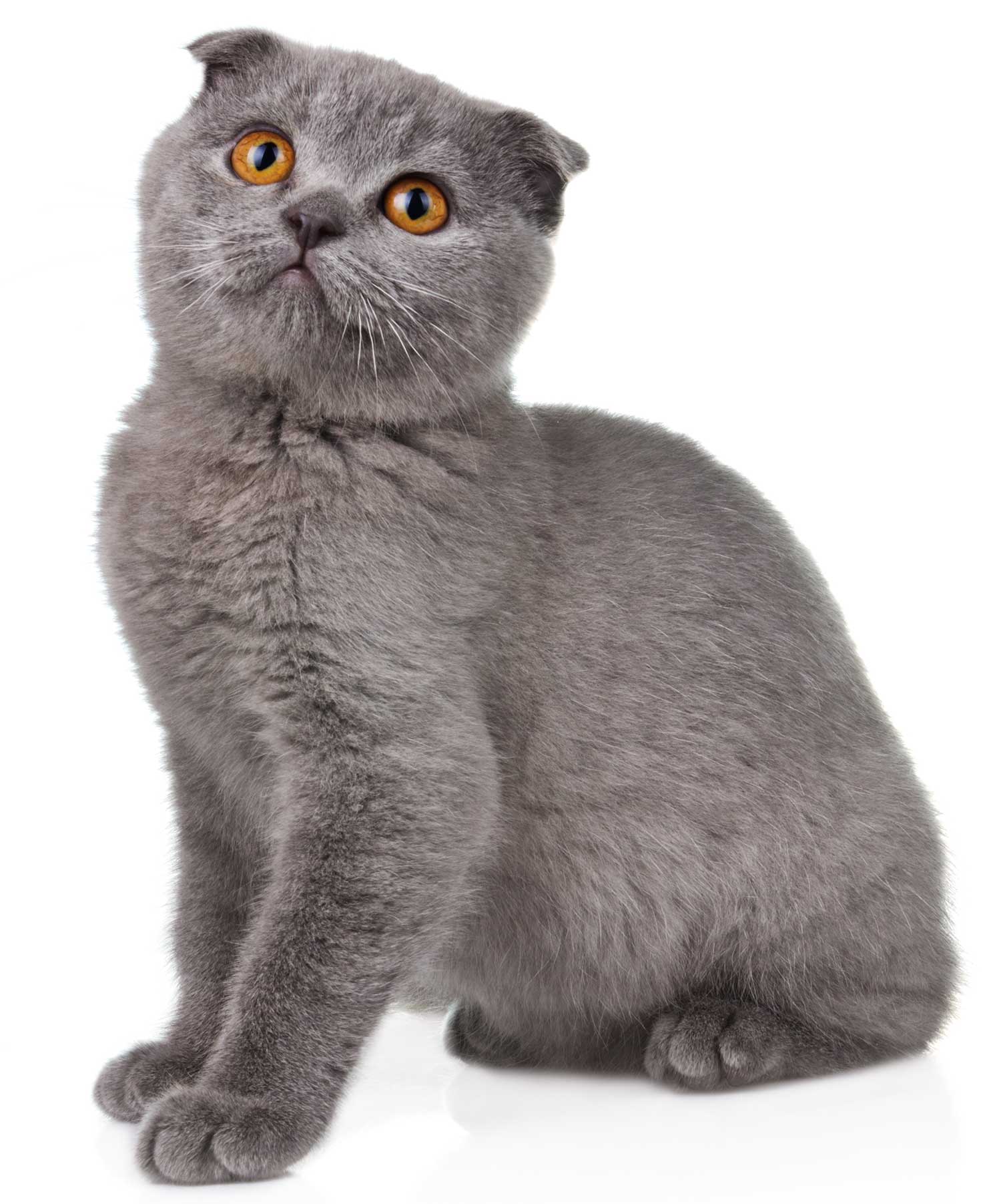 Gatto Scottish fold