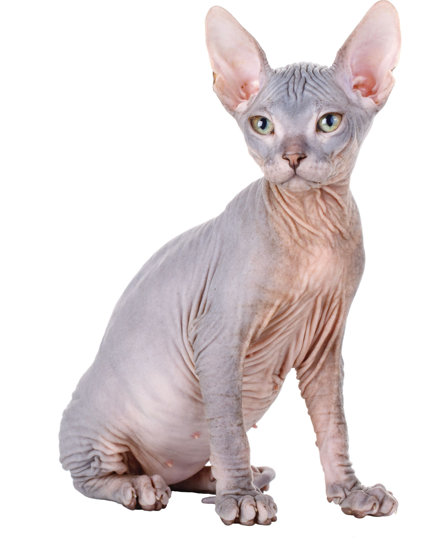 Gatto Sphynx