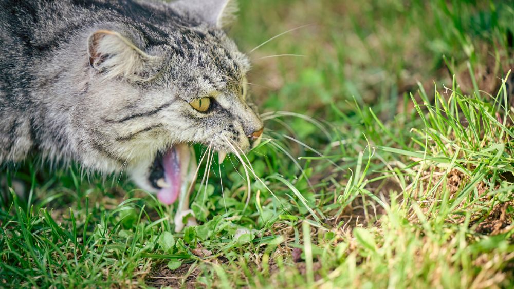 gatto vomita schiuma bianca