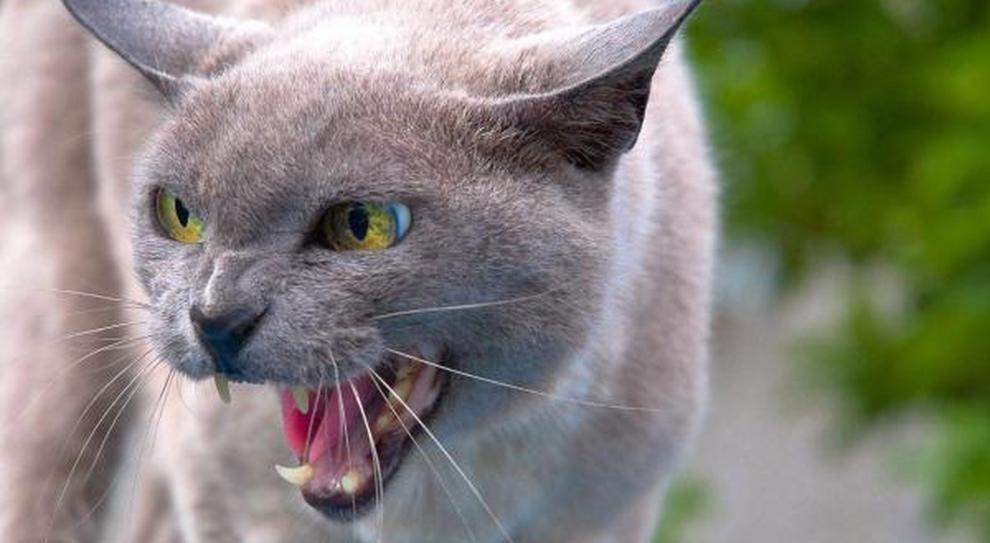 gatto rabbia