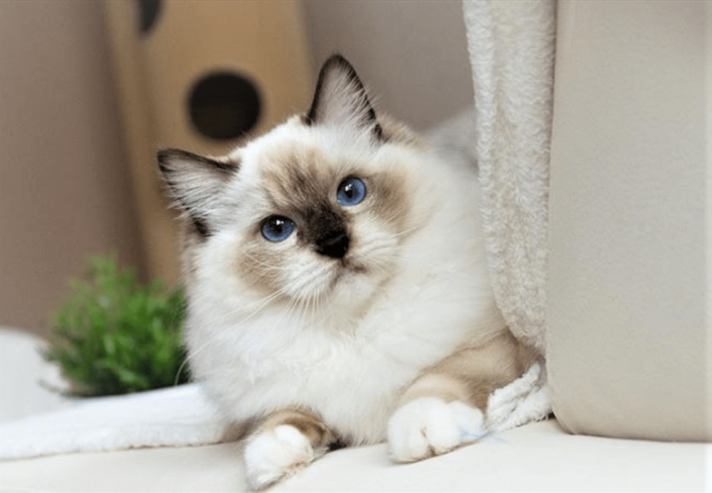 gatto ragdoll1