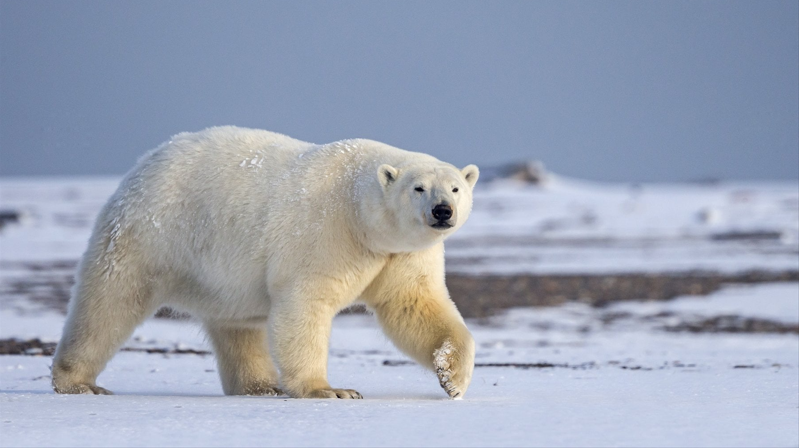 orso polare1