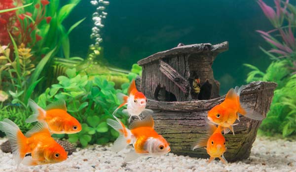 L'acquario d'acqua dolce temperata