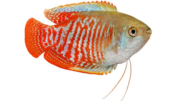 Gourami nano