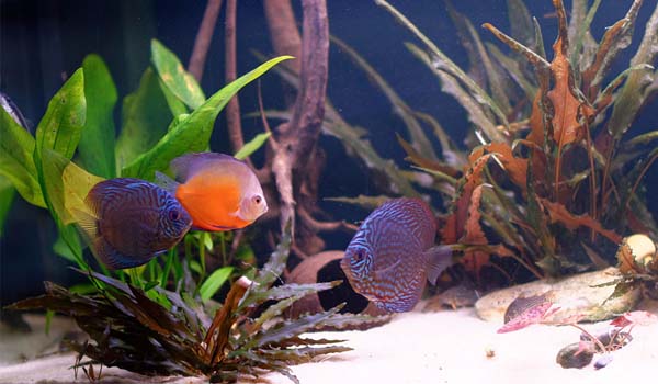 L'acquario d'acqua dolce tropicale