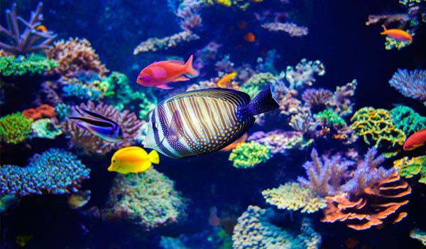 L'acquario marino tropicale