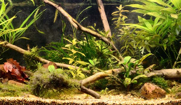 Nell'acquario: un esempio di biotopo di acque stagnanti del Sudest asiatico