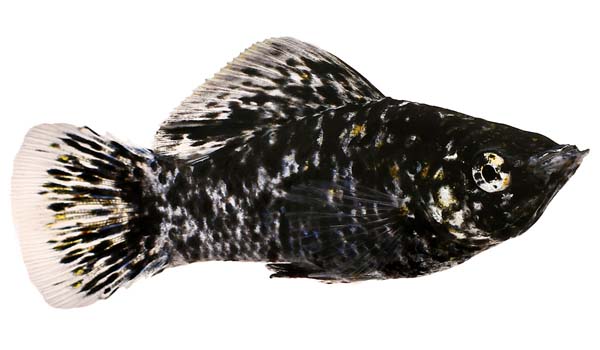 Platy