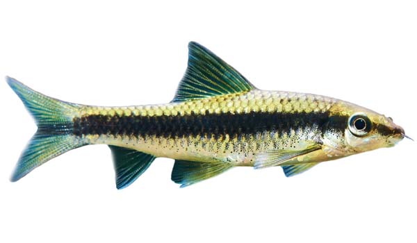 Volpe Volante Siamese