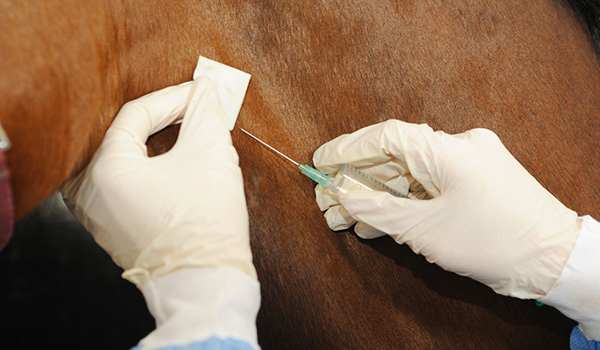 Le principali malattie contro cui vaccinare i cavalli (parte II)