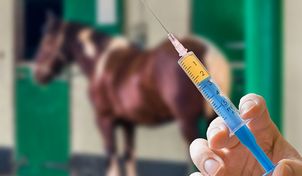Le principali malattie contro cui vaccinare i cavalli (parte III)
