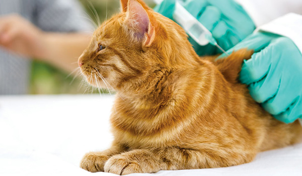 F.I.V. : le domande più frequenti sul Virus della Immunodeficienza Felina