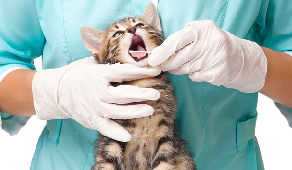 Parassiti esterni nel gatto e nel cane