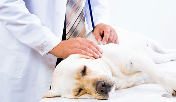 9 sintomi nei cani che richiedono una visita veterinaria di emergenza