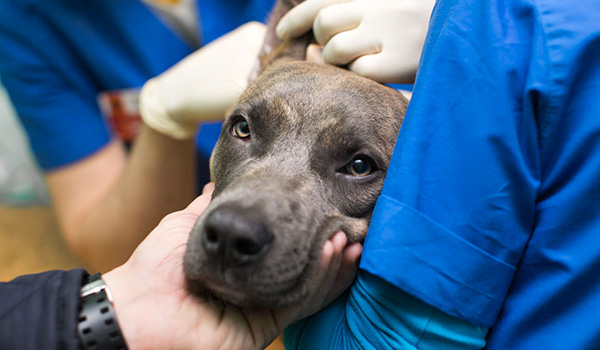 Emergenza veterinaria: numeri e informazioni utili