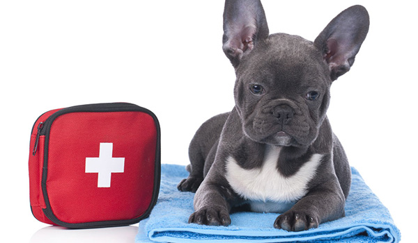 Kit di pronto soccorso per il cane