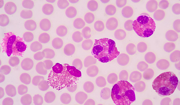Le difese naturali dei nostri animali: cosa sono gli eosinofili?
