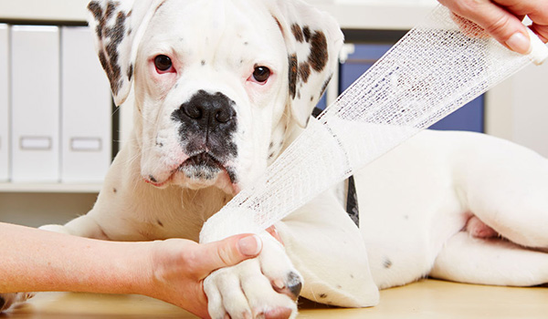 Ferita cane: ecco come disinfettare e curare la zona