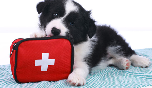 Quando portare il cane al pronto soccorso