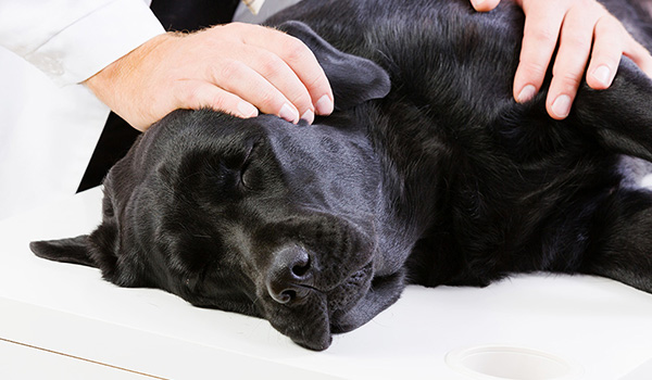 Se il vostro cane perde conoscenza