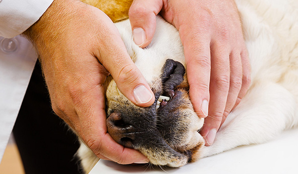 Shock nel cane: riconoscimento e trattamento di emergenza