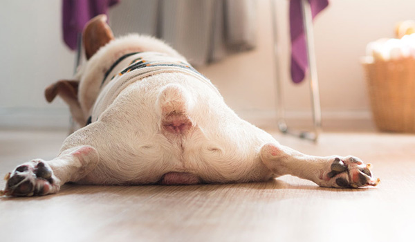 Sterilizzazione pro e contro di una scelta (cani)