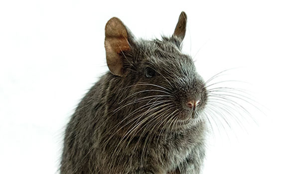 Degu