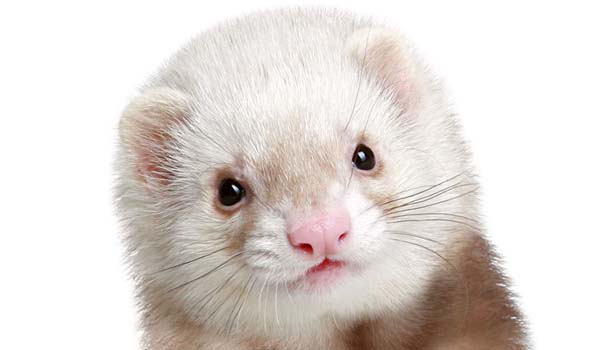 Furetto