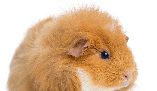 Porcellino d'India - Cavia