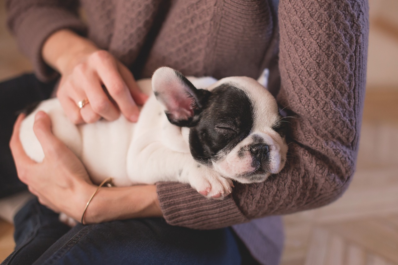 bulldog francese 3
