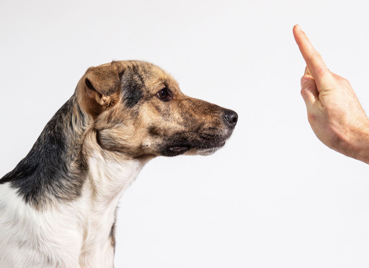 Come farsi obbedire da un cane senza guinzaglio
