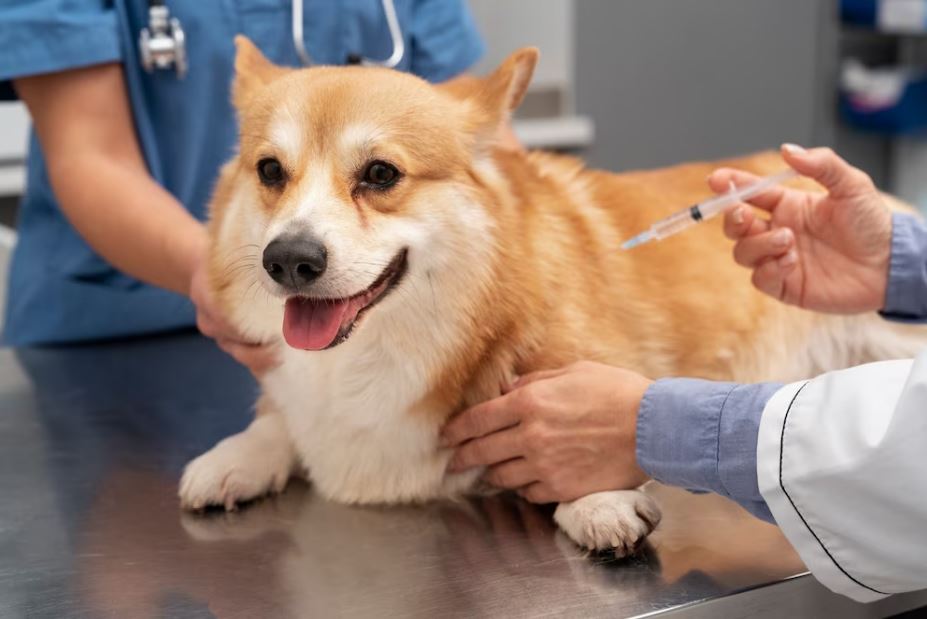 Cane diabetico alimentazione: Guida definitiva per il mangiare del tuo pet