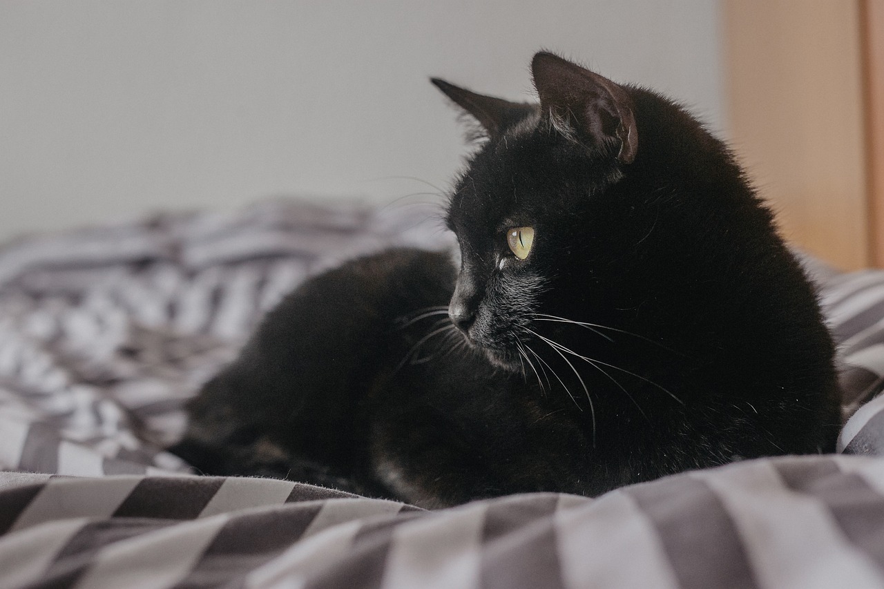 gatto Burmese 2