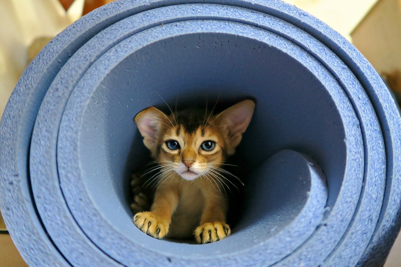 gatto abissino 2