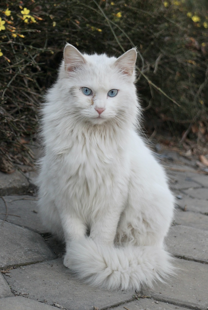 gatto angora turco 2