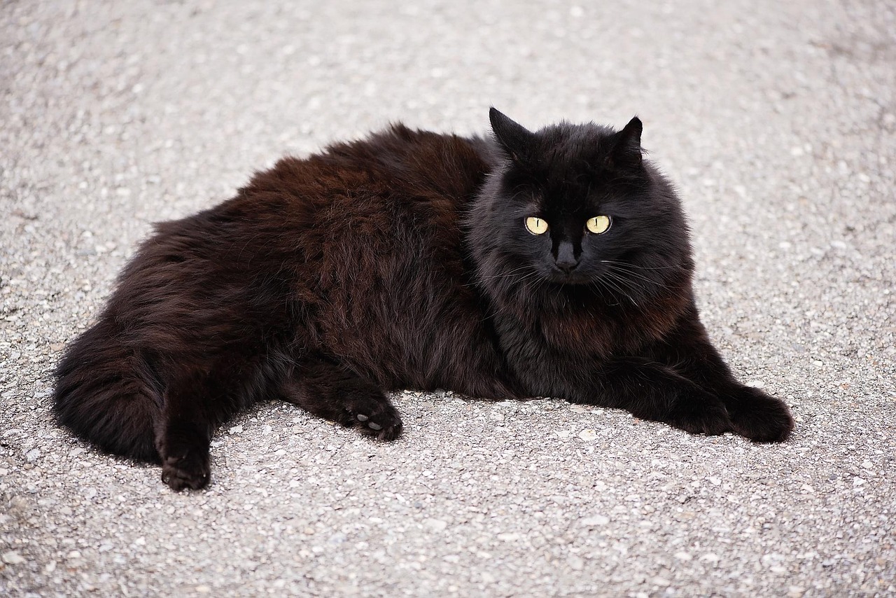 gatto angora turco
