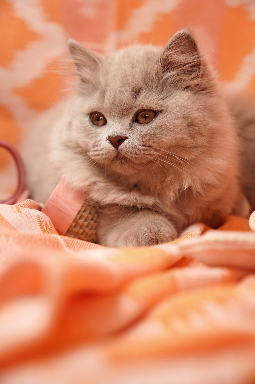 gatto british shorthair 2