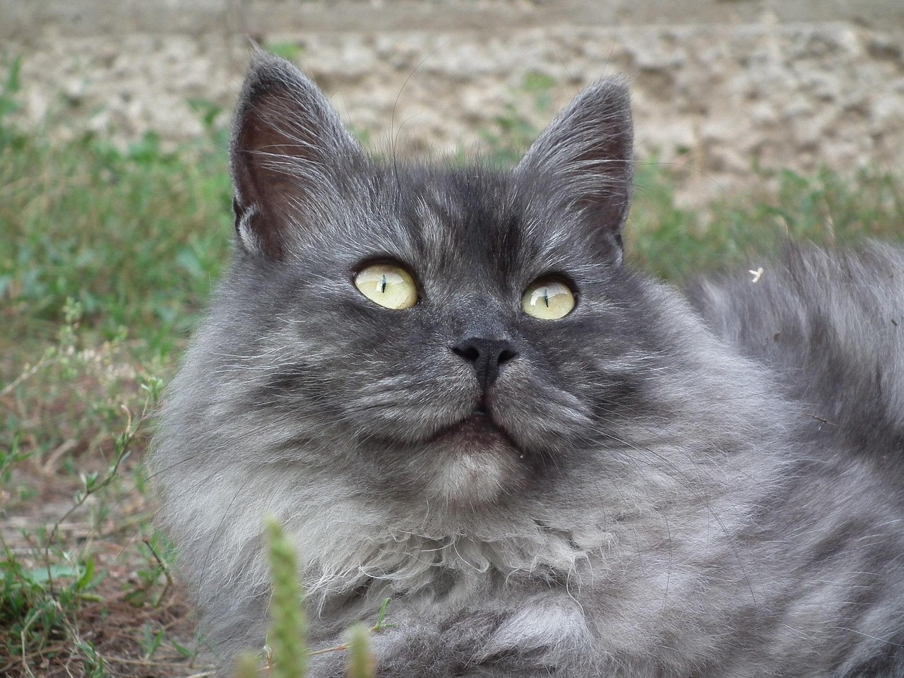 gatto siberiano 3