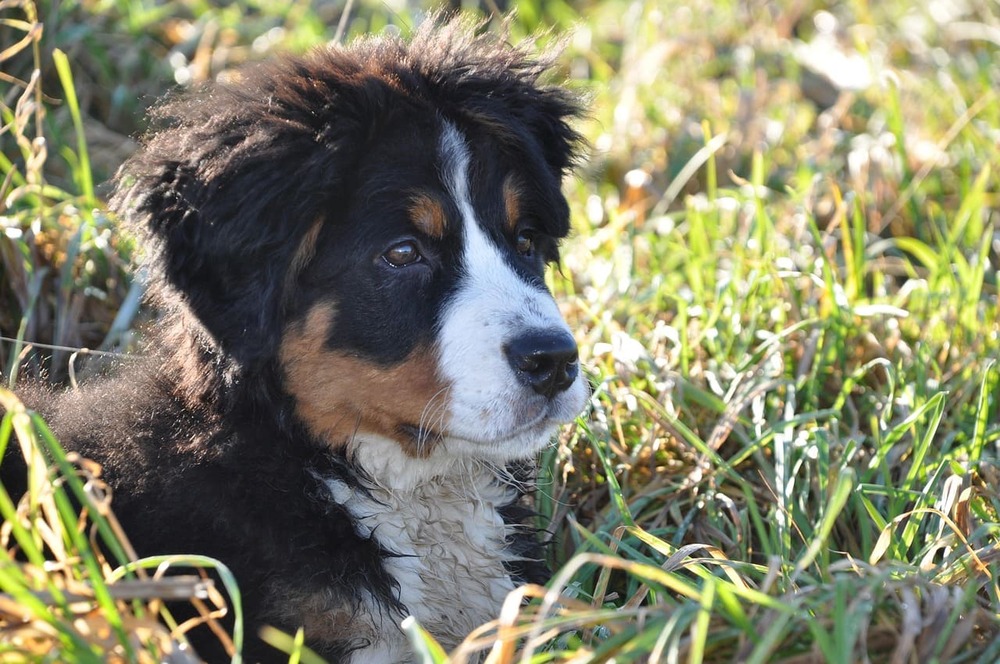 Bovaro del Bernese 2