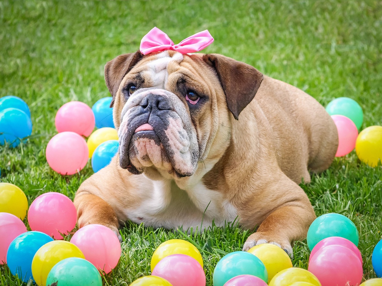 Bulldog Inglese 2